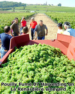 Pouilly Fum&eacute; 07 Harvesting on La Renardi&egrave;re vineyard