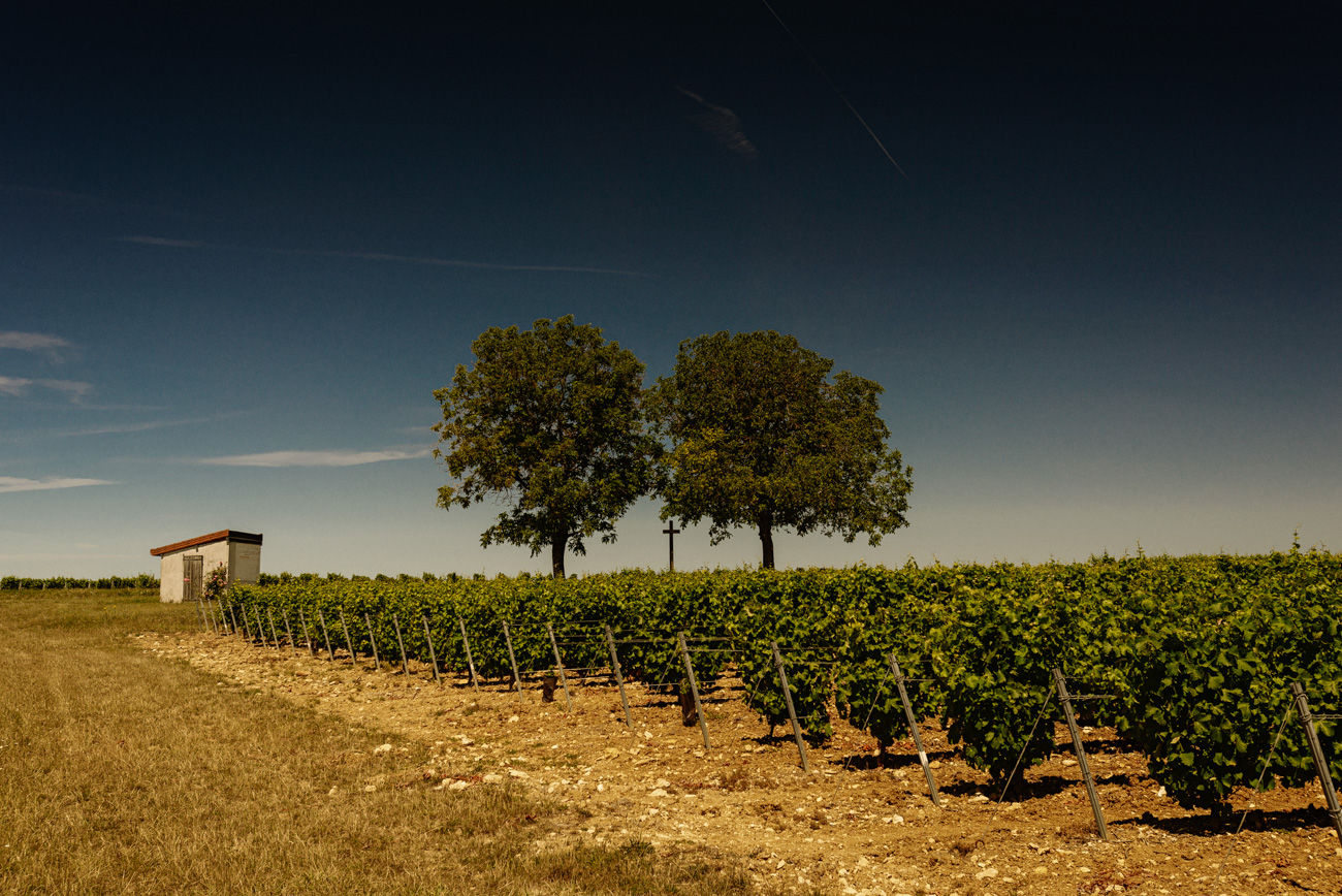 Vignes du Domaine Bouchié-Chatellier dans la cuvette de Saint-Andelain