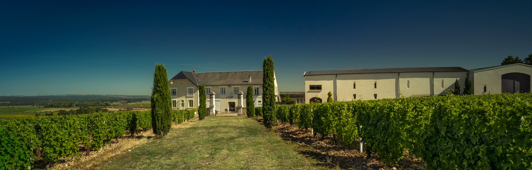 Vue panoramique du vignoble La Renardière, Domaine Bouchié-Chatellier