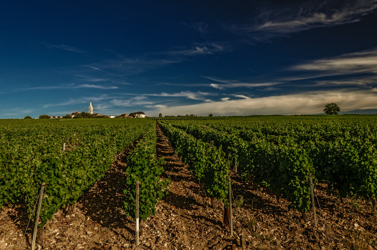 Vignes du Domaine Bouchié-Chatellier dans la cuvette de Saint-Andelain