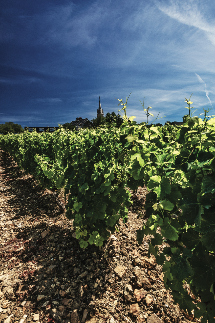 Vignoble du Domaine Bouchié-Chatellier, terroir de Saint-Andelain