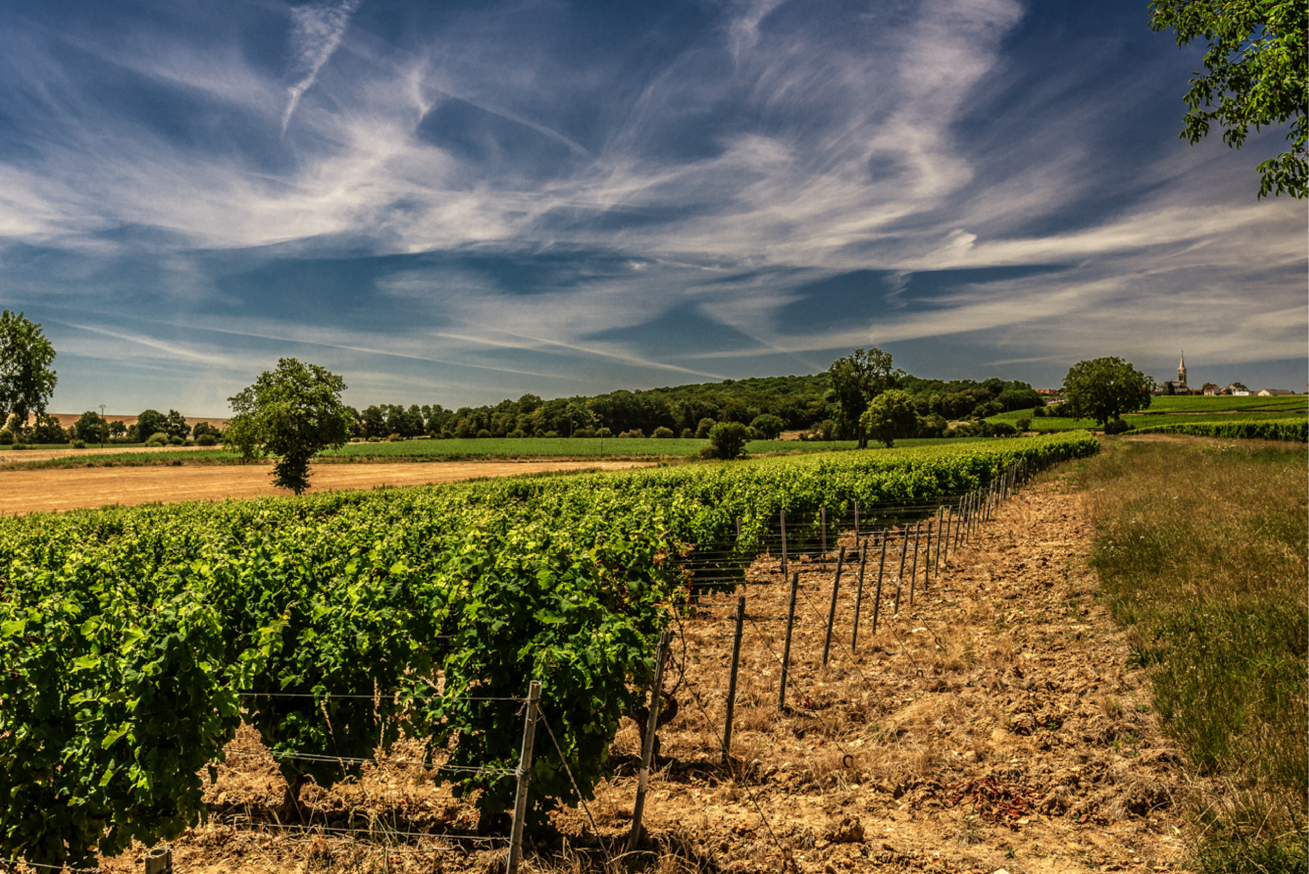 Rangs de vignes du Domaine Bouchié-Chatellier, culture traditionnelle avec labour